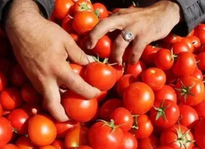 شعبة الخضروات تكشف موعد تراجع أسعار الطماطم