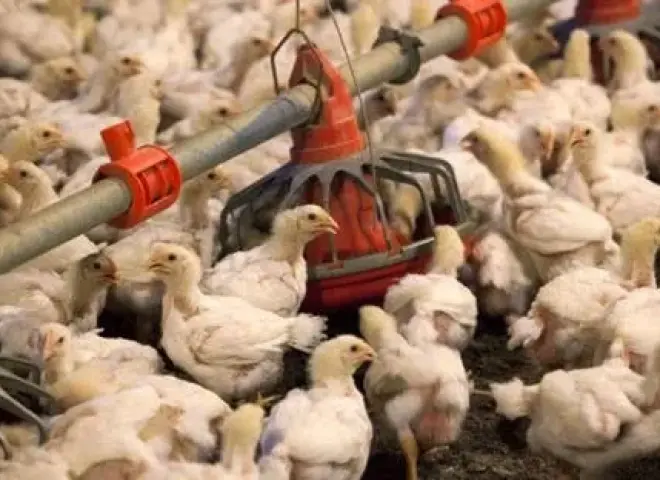 استقرار أسعار الدواجن بعد تراجع رمضان وعيد الفطر