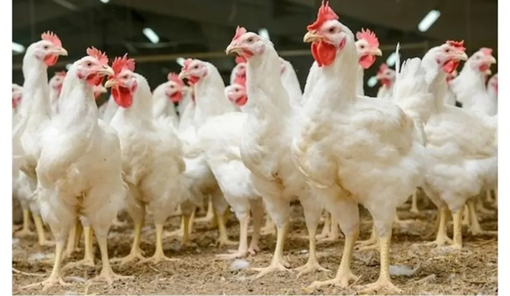 أسعار الفراخ في مصر اليوم الأحد 5 - 4 - 2026