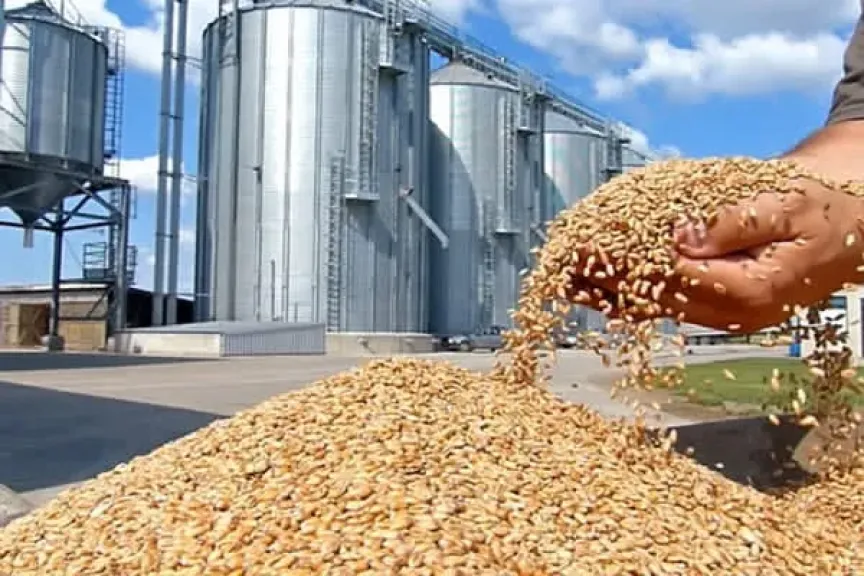 المنوفية تعلن جاهزية مواقع تخزين القمح قبل الحصاد