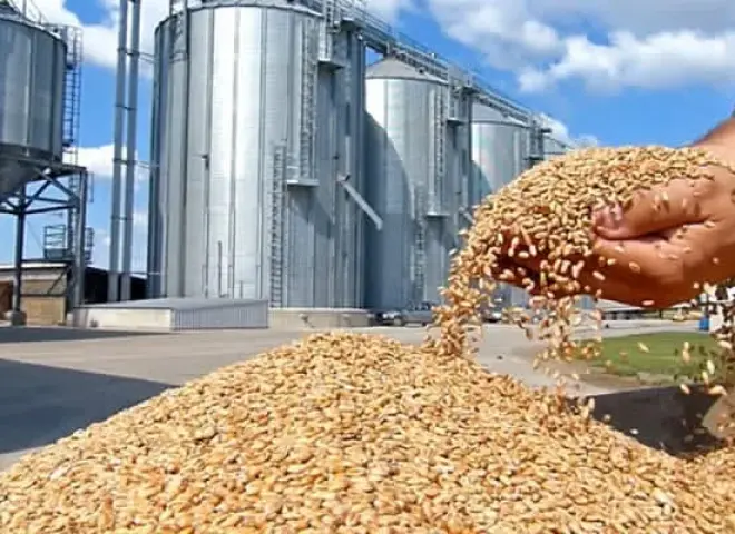 المنوفية تعلن جاهزية مواقع تخزين القمح قبل الحصاد