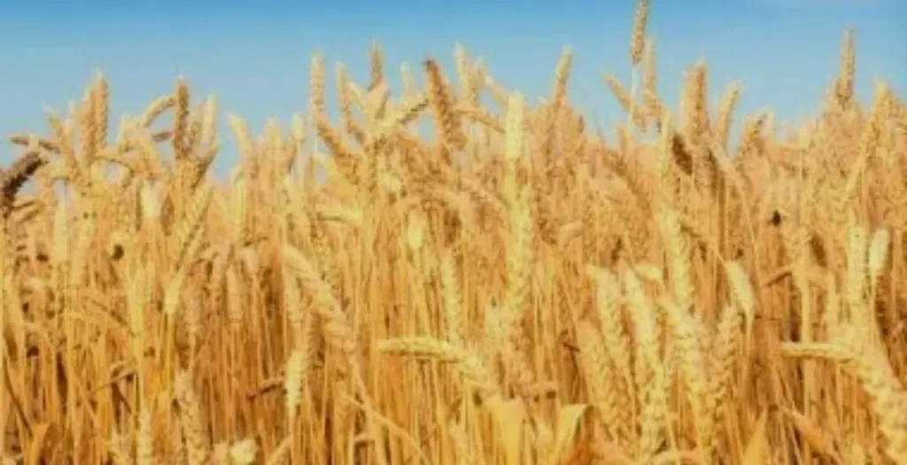 القمح بين برموده وبرمهات.. مرحلة الحسم في الحقول وتوصيات حاسمة لتعظيم الإنتاج