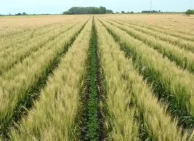 زراعة الشعير في أبريل.. توصيات حاسمة لضمان جودة المحصول وزيادة الإنتاج