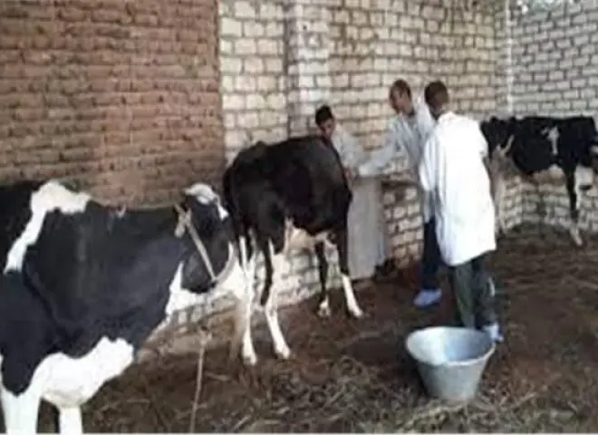 بيطري قنا يكشف تفاصيل حملات حماية الثروة الحيوانية