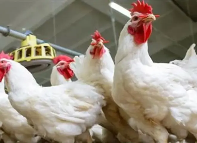 أسعار الأعلاف تشعل أزمة جديدة في قطاع الدواجن