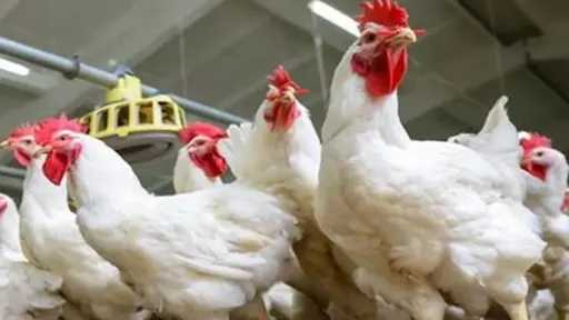 أسعار الأعلاف تشعل أزمة جديدة في قطاع الدواجن