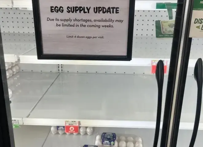 توقعات بارتفاع قياسي لأسعار البيض في أمريكا وسط أزمة إنفلونزا الطيور