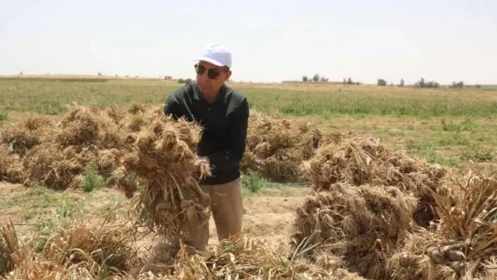 محافظ المنيا يشهد حصاد الثوم ويوجه بتوفير وسائل نقل آمنة للمزارعين