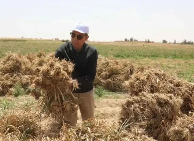 محافظ المنيا يشهد حصاد الثوم ويوجه بتوفير وسائل نقل آمنة للمزارعين