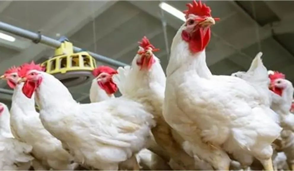 ثبات أسعار الفراخ في مصر اليوم الإثنين 6 - 4 - 2026