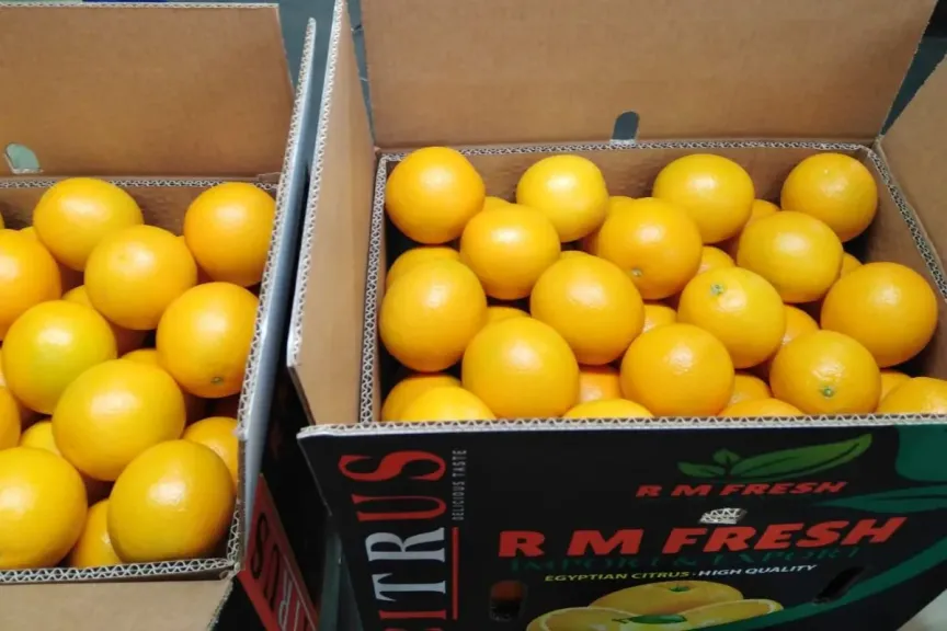 استقرار أسعار البرتقال المصري مقارنة بالعام الماضي رغم تحديات الشحن