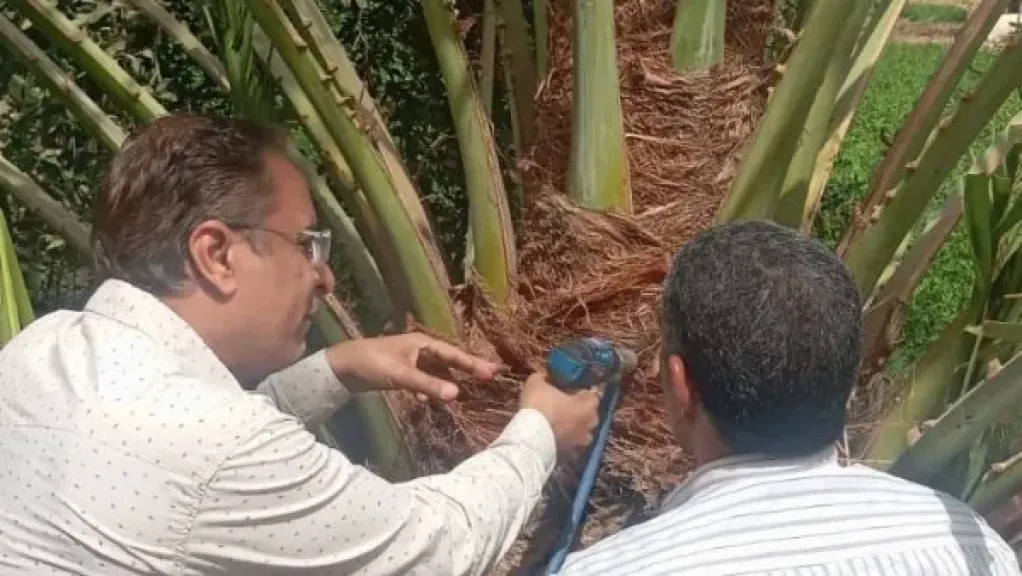 زراعة قنا تطلق حملة لمكافحة سوسة النخيل