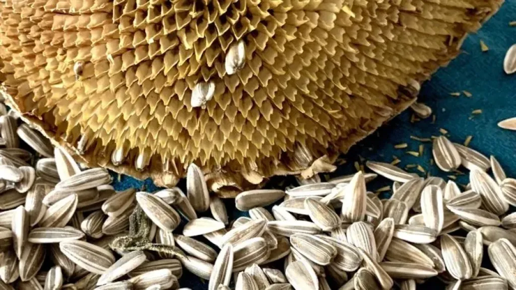 علماء يطورون بطاريات تعتمد على قشور عباد الشمس كبديل مستدام