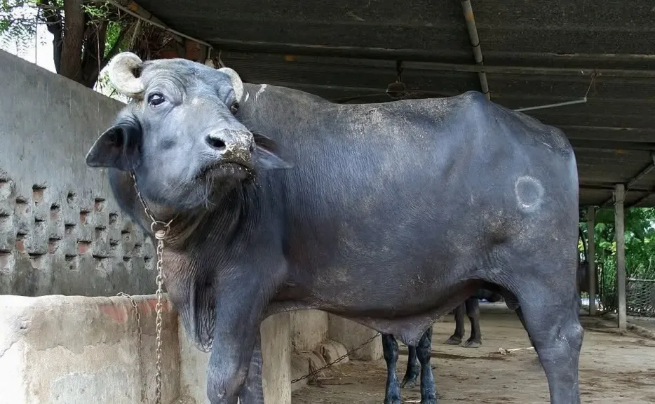 جاموسة تعقر 8 أشخاص في سوهاج