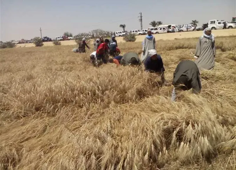 مزارعو الوادي الجديد يرفعون جاهزيتهم لحصاد القمح