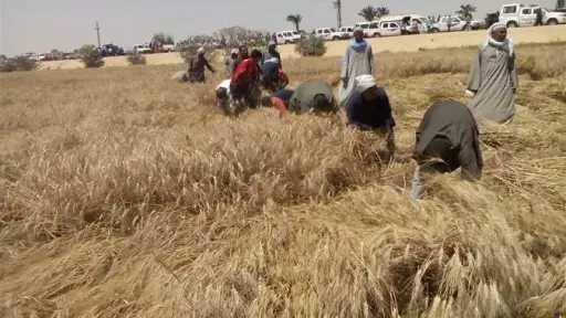 مزارعو الوادي الجديد يرفعون جاهزيتهم لحصاد القمح