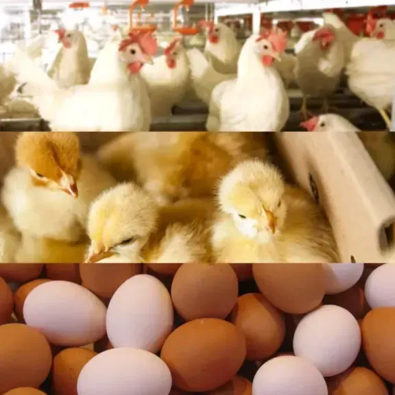 استقرار الفراخ والبيض وزيادة الكتاكيت في الأسواق اليوم الأربعاء