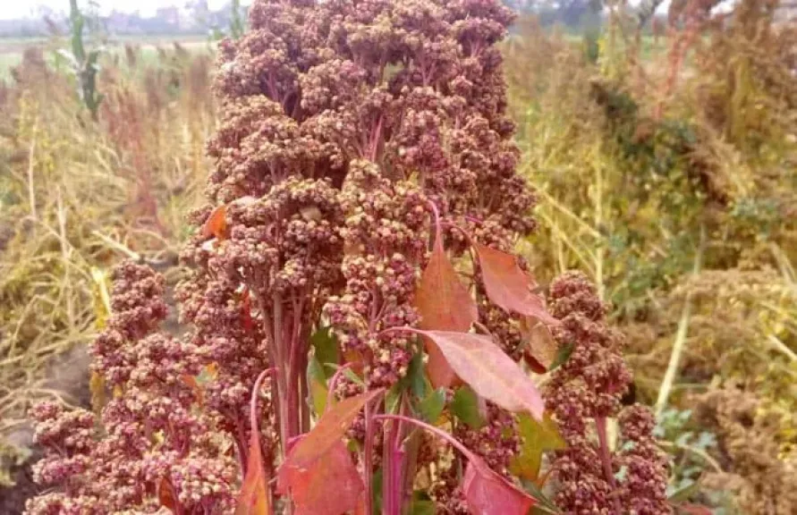 الكينوا.. شريك استراتيجي في حماية التربة وتحقيق الاستدامة الزراعية