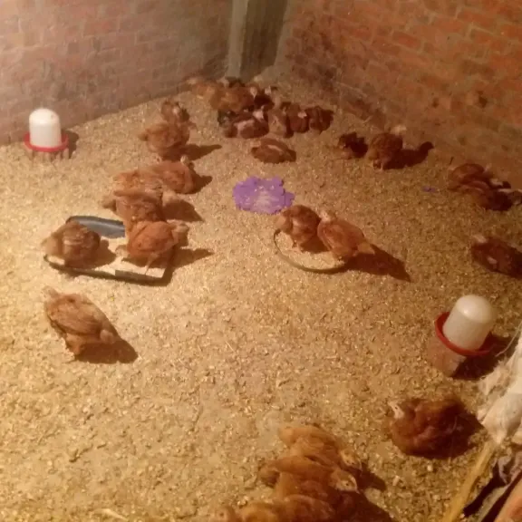 أزمة انكماش الفراخ البلدي تضرب المزارع وتقلق المربين