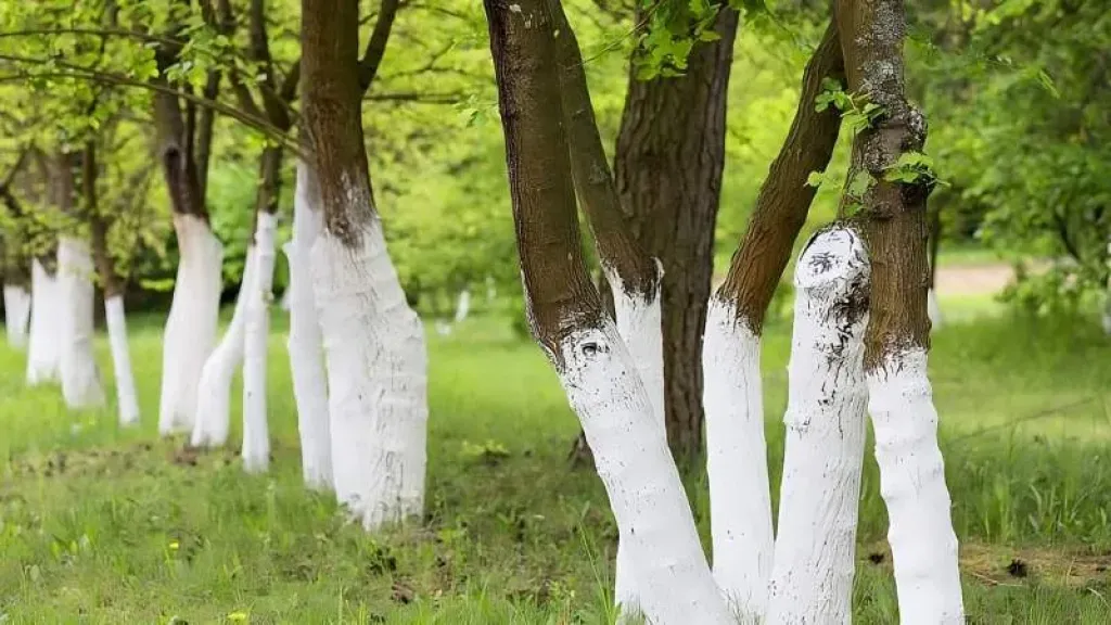 خبراء الزراعة يكشفون فوائد طلاء سيقان الأشجار