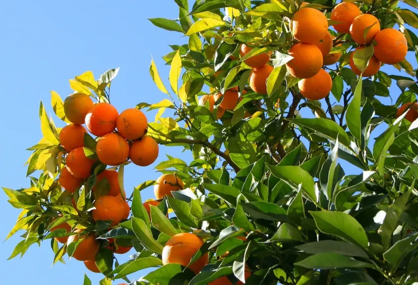 مصر تصدر 70 ألف طن من الفاكهة بقيادة الموالح والفراولة خلال أسبوع