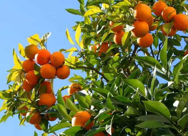 مصر تصدر 70 ألف طن من الفاكهة بقيادة الموالح والفراولة خلال أسبوع