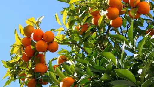 مصر تصدر 70 ألف طن من الفاكهة بقيادة الموالح والفراولة خلال أسبوع