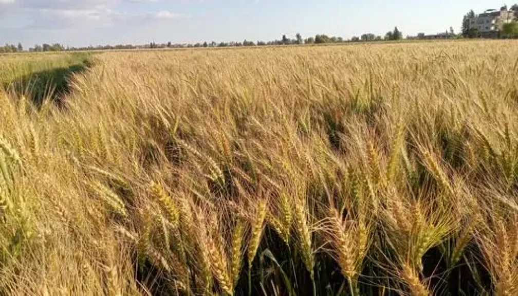 زراعة 412 ألف فدان قمح في الوادي الجديد خلال موسم 2026
