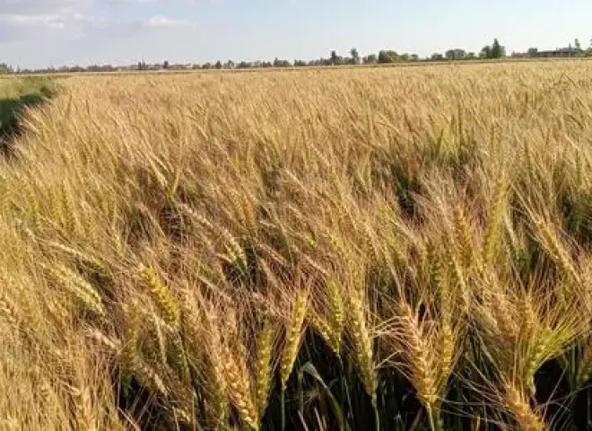 زراعة 412 ألف فدان قمح في الوادي الجديد خلال موسم 2026