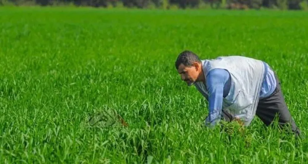 زراعة 412 ألف فدان قمح في الوادي الجديد خلال موسم 2026