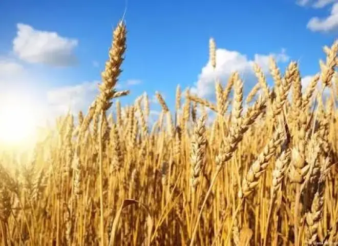 متى تفطم ”الغلة”؟.. ”البحوث الزراعية” يحسم الجدل حول الموعد الأمثل لإيقاف ري القمح