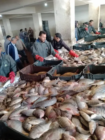 ١٠٤ أطنان من الأسماك المتنوعة في أحدث أعمال الصيد بمزارع جهاز حماية وتنمية البحيرات