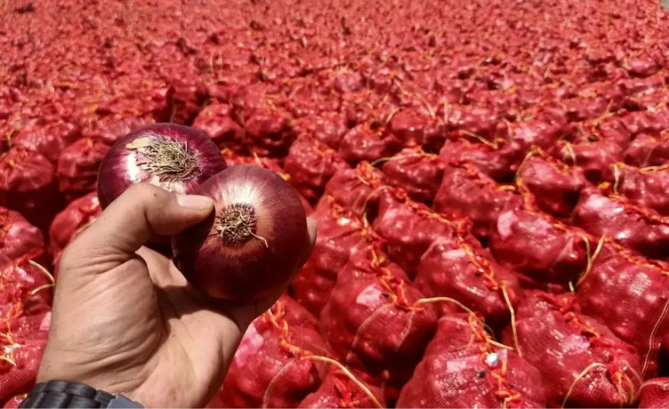 بفضل أسعاره المنخفضة.. البصل الإسباني يكتسح الأسواق المغربية
