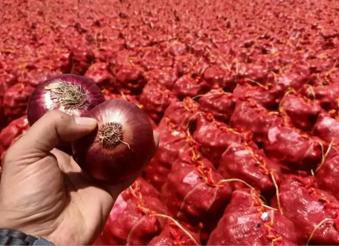 بفضل أسعاره المنخفضة.. البصل الإسباني يكتسح الأسواق المغربية