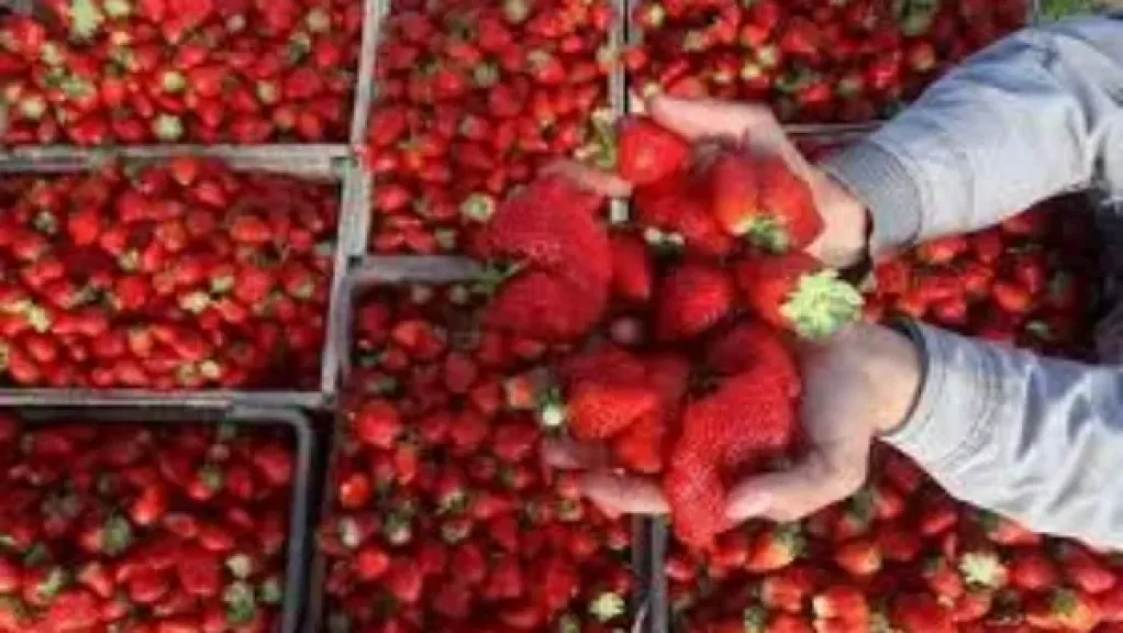 مدير معهد بحوث البساتين يكشف أهم محاصيل مصر التصديرية