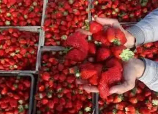 مدير معهد بحوث البساتين يكشف أهم محاصيل مصر التصديرية