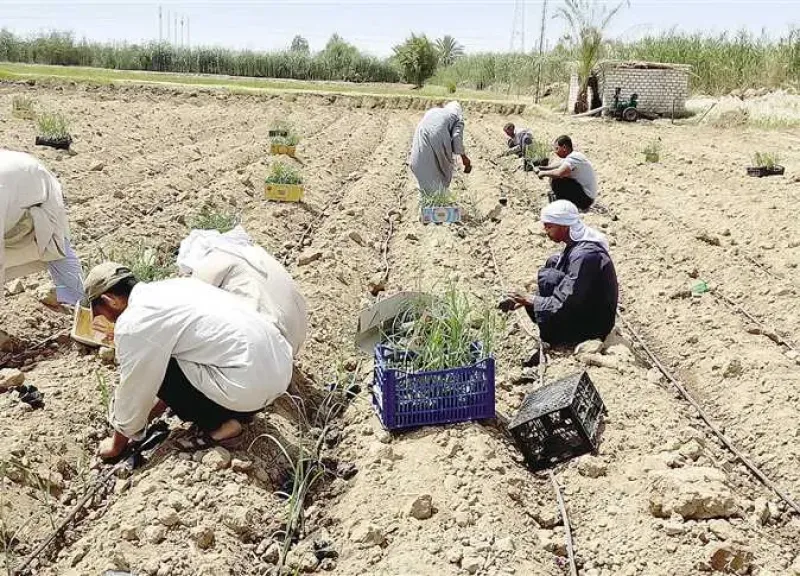 ترقيع قصب السكر بالشتلات يحقق أعلى إنتاجية للفدان