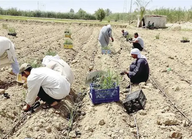 ترقيع قصب السكر بالشتلات يحقق أعلى إنتاجية للفدان