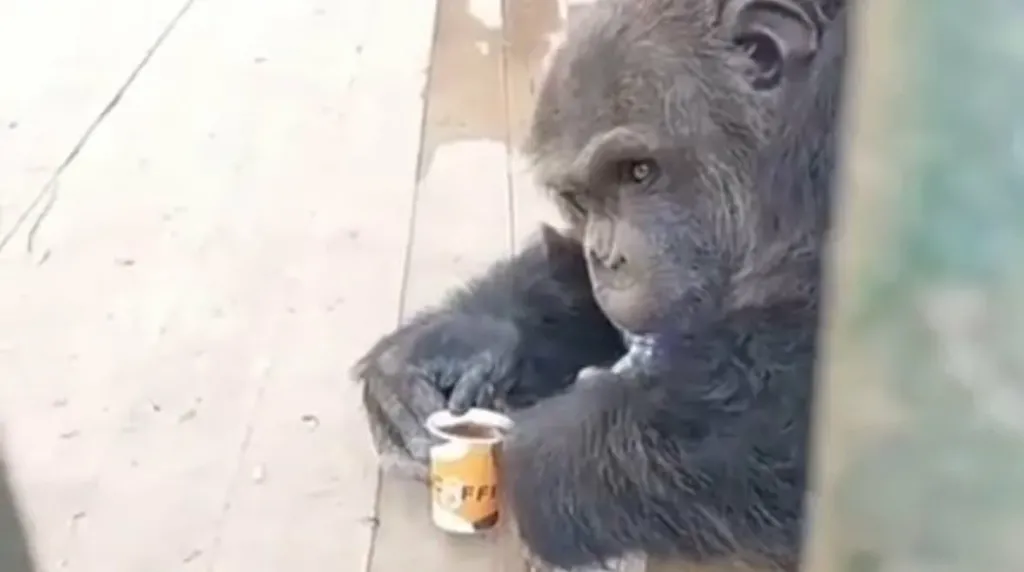 القرد «كوكي» يشرب «القهوة» في حديقة حيوان الفيوم.. ما حقيقة ذلك؟