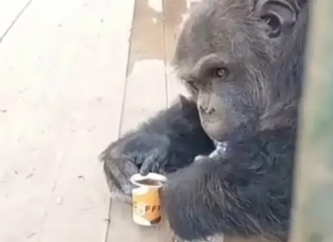 القرد «كوكي» يشرب «القهوة» في حديقة حيوان الفيوم.. ما حقيقة ذلك؟