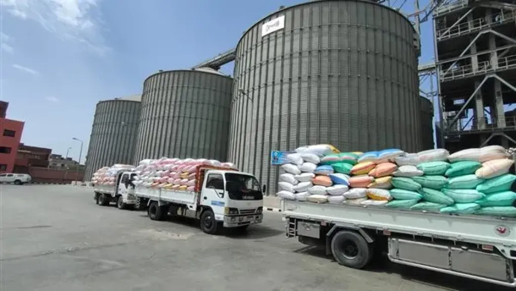 زراعة الوادي الجديد تعلن بدء توريد القمح المحلي