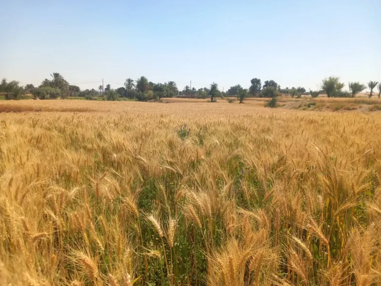 مركز المناخ يحذر: القمح في خطر بسبب تقلبات الطقس الحادة