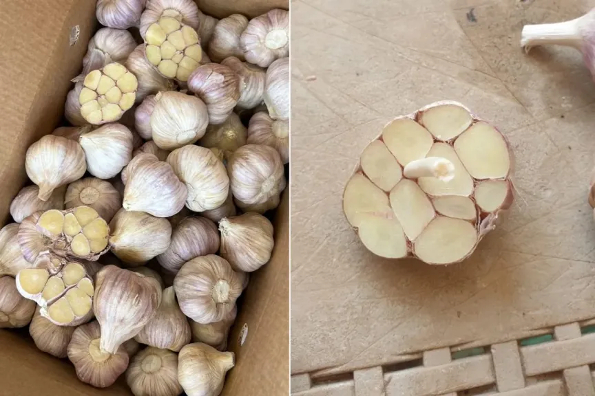 تسارع صادرات الثوم المصري بعد عطلة عيد الفصح