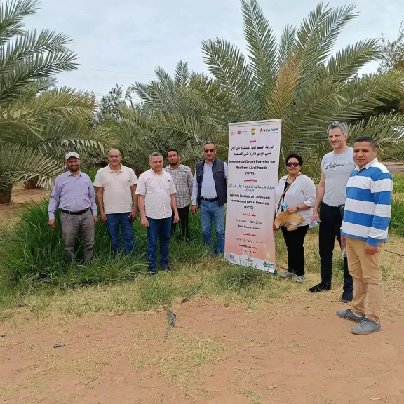 بحوث الصحراء: نجاح المرحلة الأولى من مشروع الزراعة الصحراوية المبتكرة بالتعاون مع إيكاردا