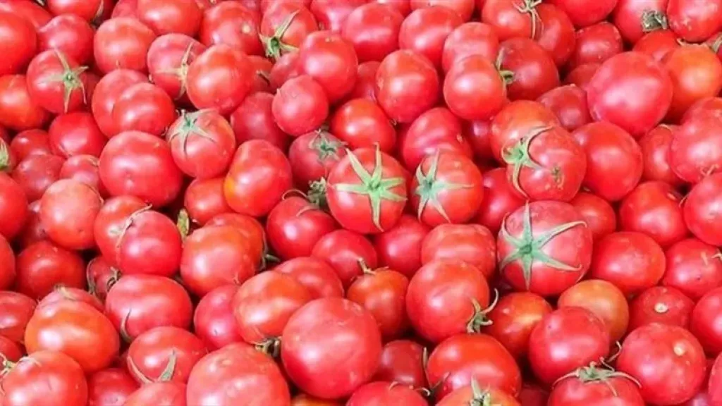 تعرف على الأسباب الحقيقية وراء انخفاض أسعار الطماطم