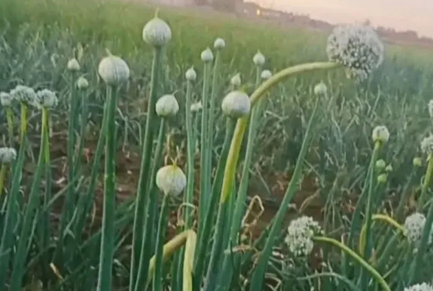خبير زراعي يكشف كارثة تهدد محصول البصل القنار