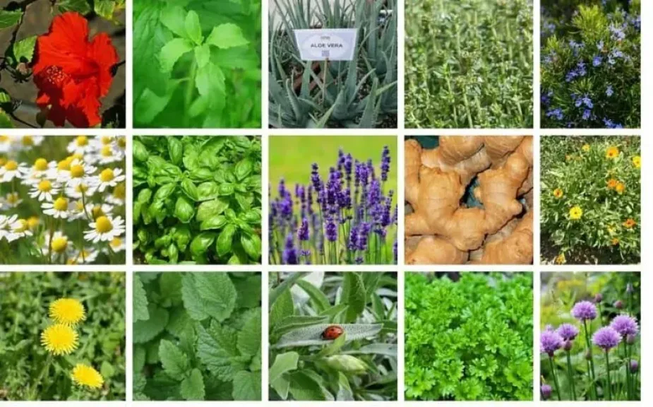 خريطة زراعة النباتات الطبية على مدار العام في مصر