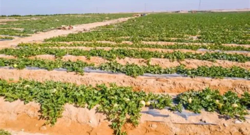 انطلاق موسم حصاد الكنتلوب في الإسماعيلية