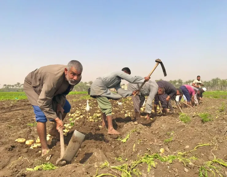 حصاد البطاطس.. موسم يعيد الحياة لقرى البدرشين بالكامل