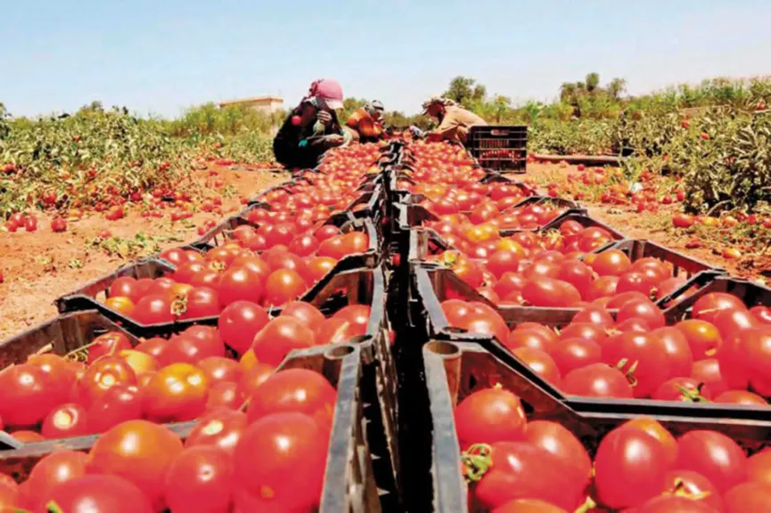 تاجر بسوق العبور يكشف أسرار ارتفاع أسعار الطماطم